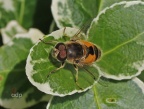 Eristalis arbustorum, hoverfly, male,Alan Prowse